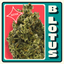 Lotus Buds 14 Gram