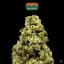 Maple Drip Buds 3.50 Gram