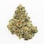 Ocd Buds 28 Gram