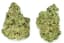 Paradise Fusion Buds 3.50 Gram