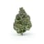 Mimosa Buds 28 Gram