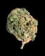 Guava Gelato Buds 28 Gram