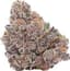 Glitter Bomb Buds 28 Gram