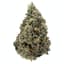 Purple Crush Buds 3.50 Gram