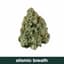 Atomic Breath Buds 14 Gram