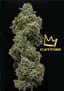 Cat Piss Buds 3.50 Gram