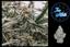 Ice Milk Buds 3.50 Gram