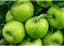 Green Apple Taffy Cbd 100 Mg