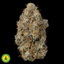 Diesel Delight Buds 14 Gram