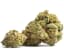 Gelato 45 Buds 3.50 Gram