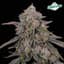 Blue Andeze Buds 3.50 Gram