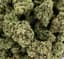 Jack Herer Buds 3.50 Gram
