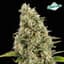 Seattle Sour Kush Buds 3.50 Gram