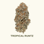 Tropical Runtz 3.50 Gram Flower