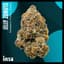 Jelly Zonuts Buds 14 Gram