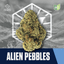Alien P's Buds 14 Gram