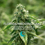 Florida Wedding Buds 14 Gram