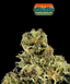 Blue Zushi Buds 3.50 Gram