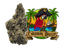 Caribbean Breeze Buds 3.50 Gram