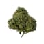 Kombucha Buds 28 Gram