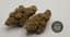 Coolio Buds 3.50 Gram