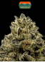 Cranebow City Buds 3.50 Gram