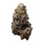 Black Truffle Buds 14 Gram