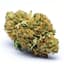 Tangie Buds 3.50 Gram