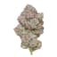 Pink Certz 3.50 Gram Flower