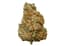 Mango Dream Buds 7 Gram