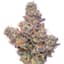 Blueberry Breath Buds 3.50 Gram