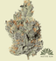 Dosidos Buds 3.50 Gram