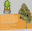 Pineapple Buds 28 Gram