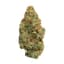 Mango Haze Buds 7 Gram