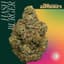 Hashburger Buds 3.50 Gram