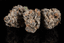 Triple Burger Buds 3.50 Gram
