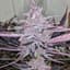 Black Cherry Punch Buds 7 Gram