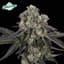 E85 Buds 3.50 Gram