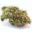 Motorbreath Buds 14 Gram