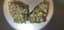 Tropicana Buds 28 Gram