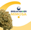 Mimosa Buds 3.50 Gram