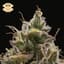 Stankonya Buds 3.50 Gram