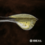 Tropaya Rosin 1 Gram