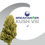 Kush Viii Buds 7 Gram