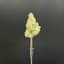 Tropical Buds 3.50 Gram