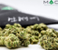 Cherry Ak 47 Buds 14 Gram