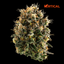 Cheddar Cheeze Buds 3.50 Gram
