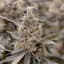 Sol Canna Sherb Buds 7 Gram