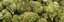 Tropic Thunder Buds 7 Gram