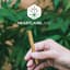 Super Buff Cherry 1 Pack Pre Rolls 0.50 Gram